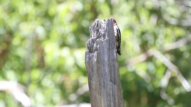 Pic à nuque rouge - ML612107483