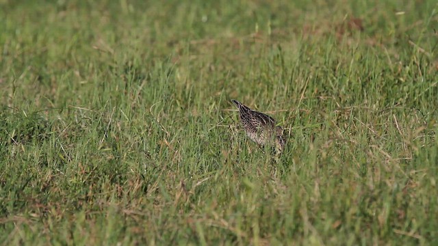 Upland Sandpiper - ML612107566