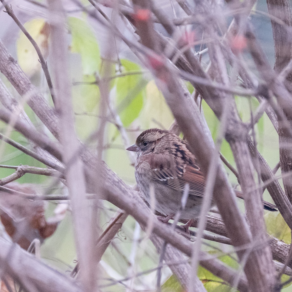 White-throated Sparrow - ML612107568