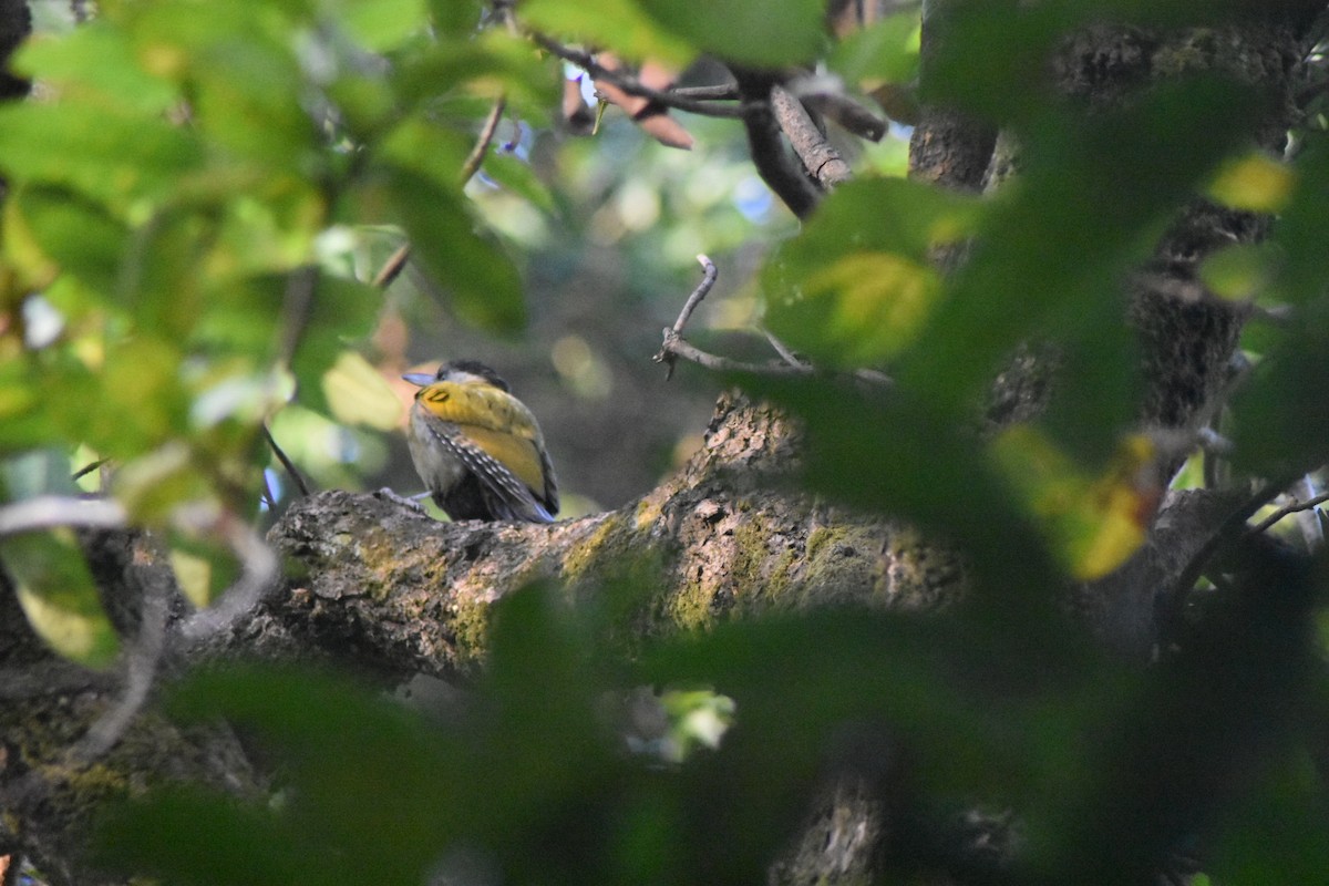 Gray-headed Woodpecker - robin singh negi