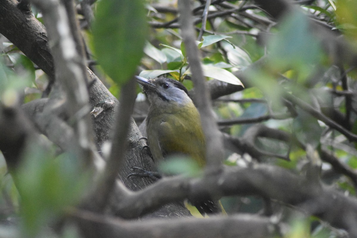 Gray-headed Woodpecker - robin singh negi