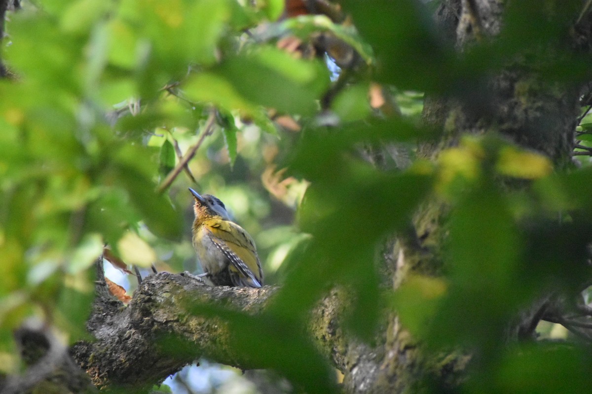 Gray-headed Woodpecker - robin singh negi