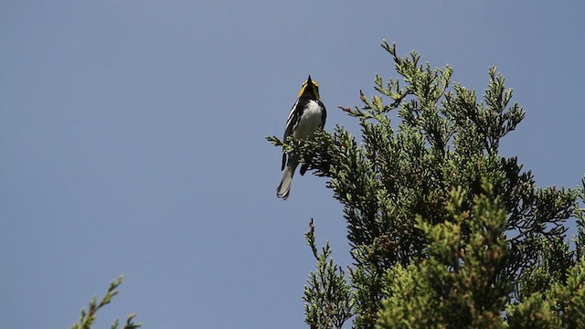 Golden-cheeked Warbler - ML612107662