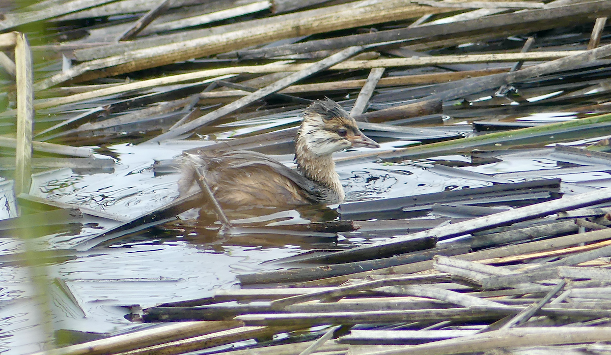 White-tufted Grebe - ML612107735