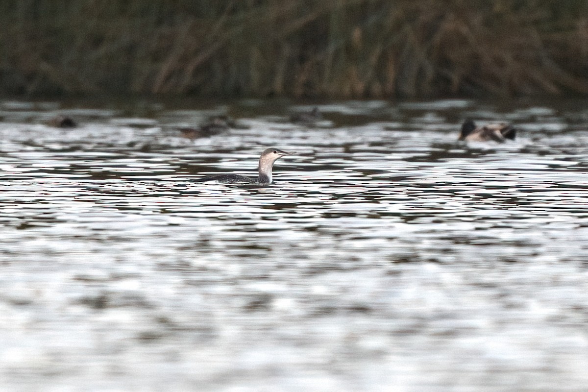 Red-throated Loon - ML612107779