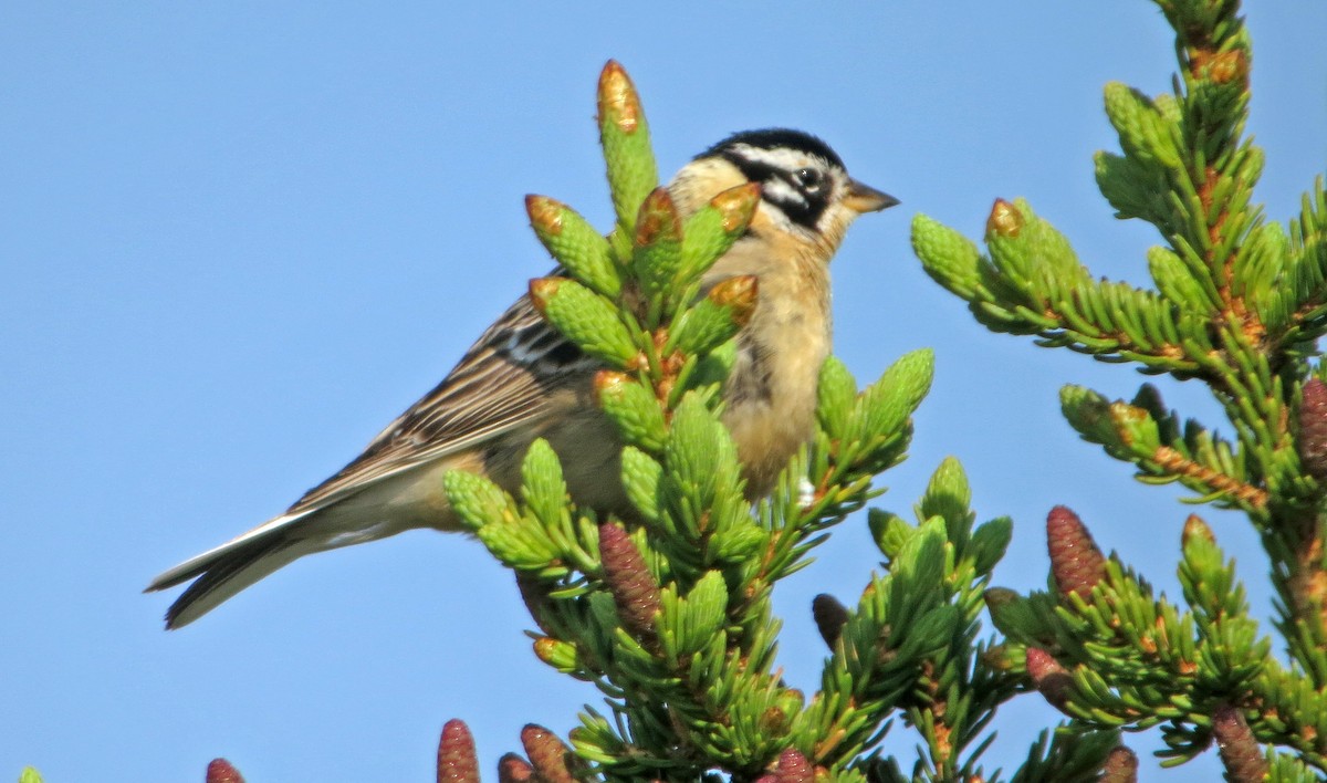 Smith's Longspur - ML612107834