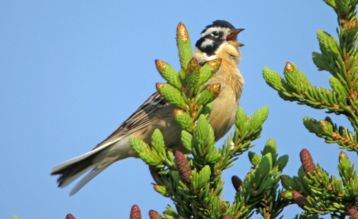 Smith's Longspur - ML612107835