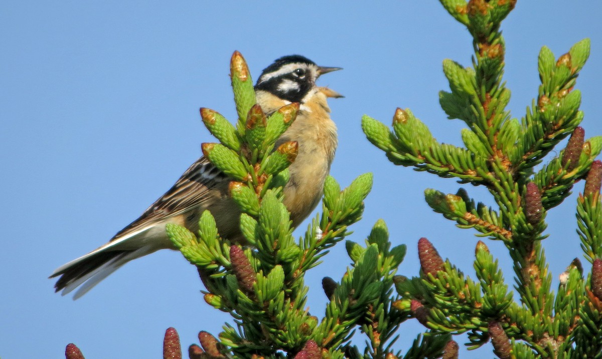 Smith's Longspur - ML612107836