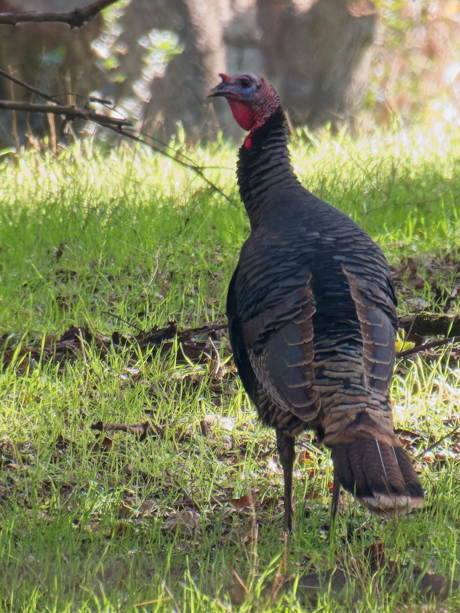 Guajolote Gallipavo - ML612107845