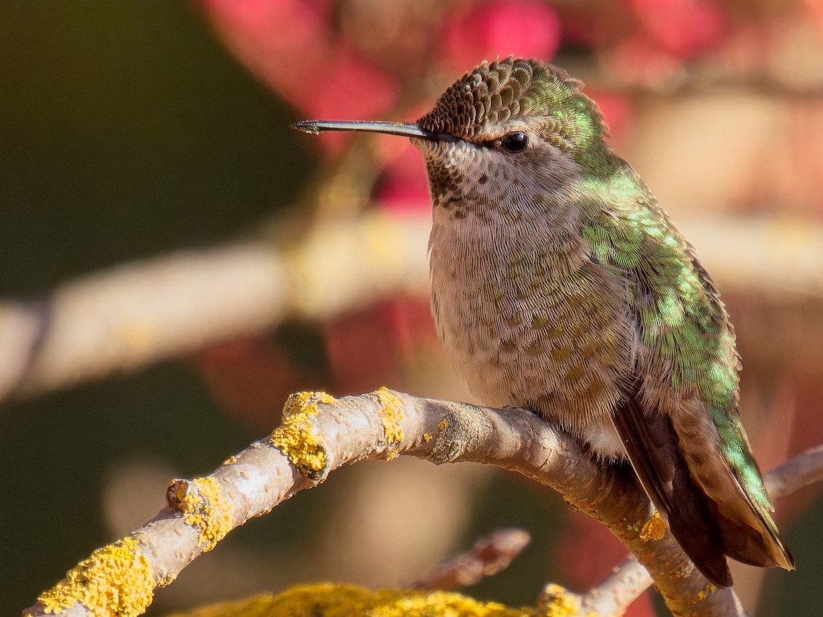 Anna's Hummingbird - Jeffrey Hale