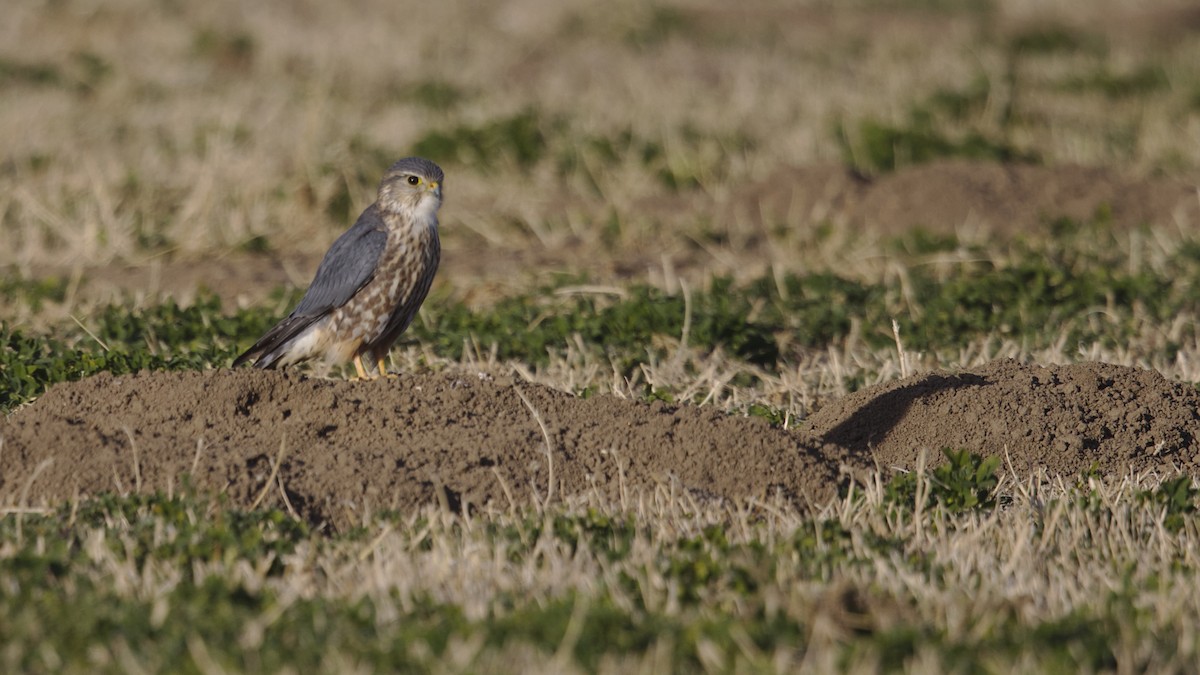Merlin - ML612107871