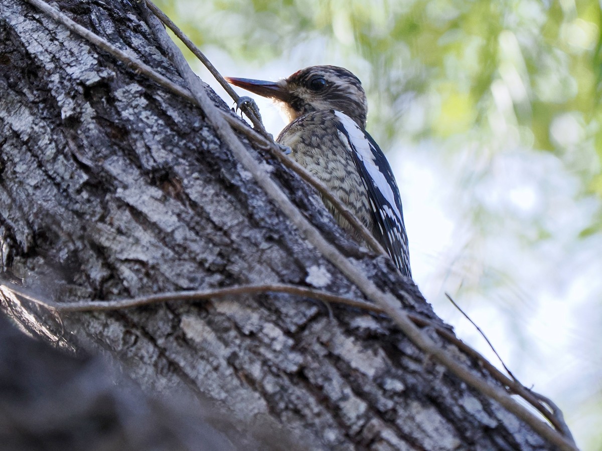 Yellow-bellied Sapsucker - Gabriel Willow