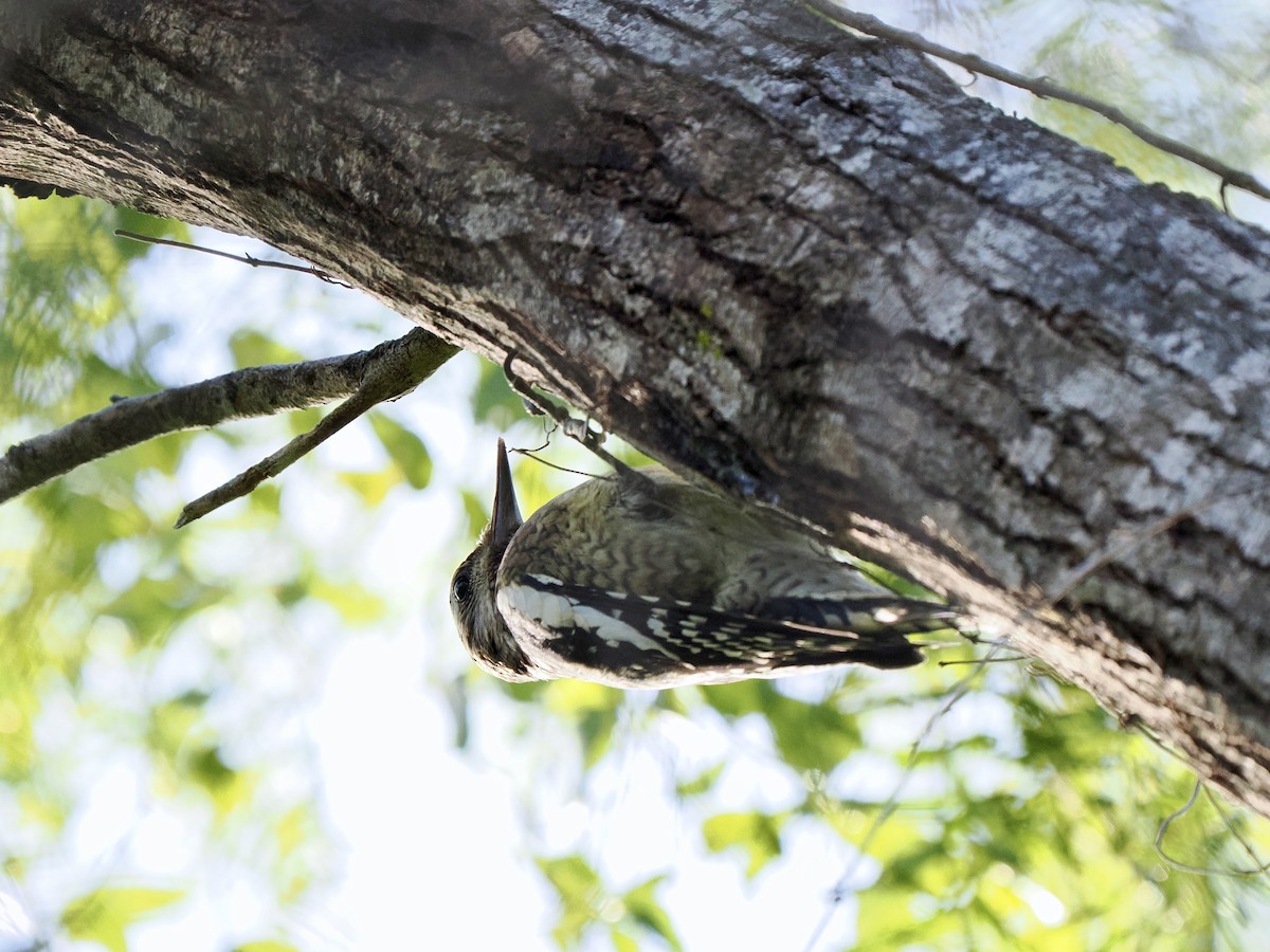 Yellow-bellied Sapsucker - ML612107898