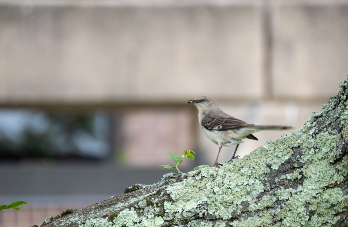 Northern Mockingbird - ML612107908