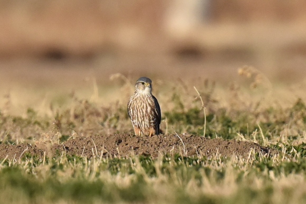 Merlin - ML612107946