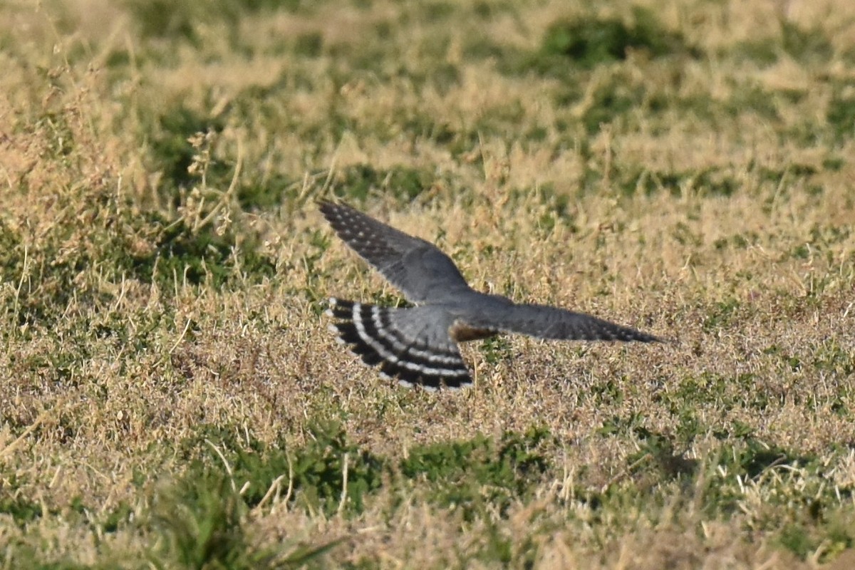 Merlin - ML612107947