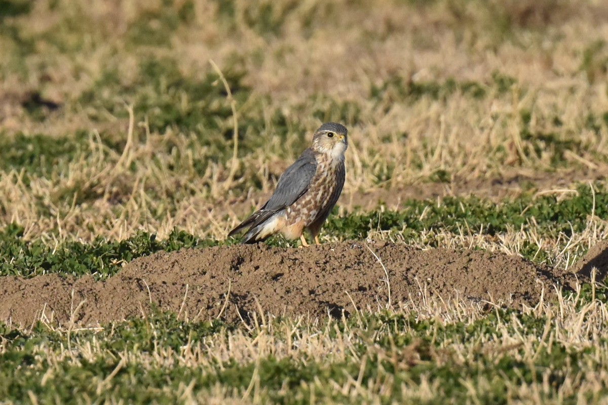 Merlin - ML612107948