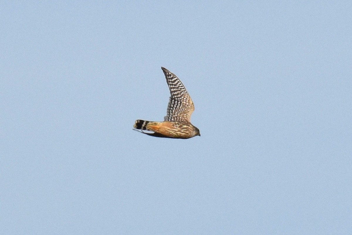 Merlin - ML612107949