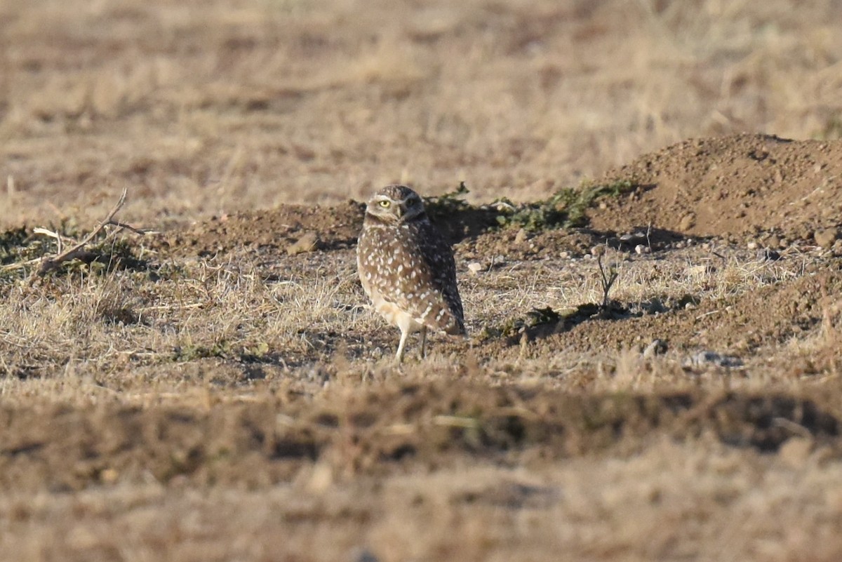 Burrowing Owl - ML612107953