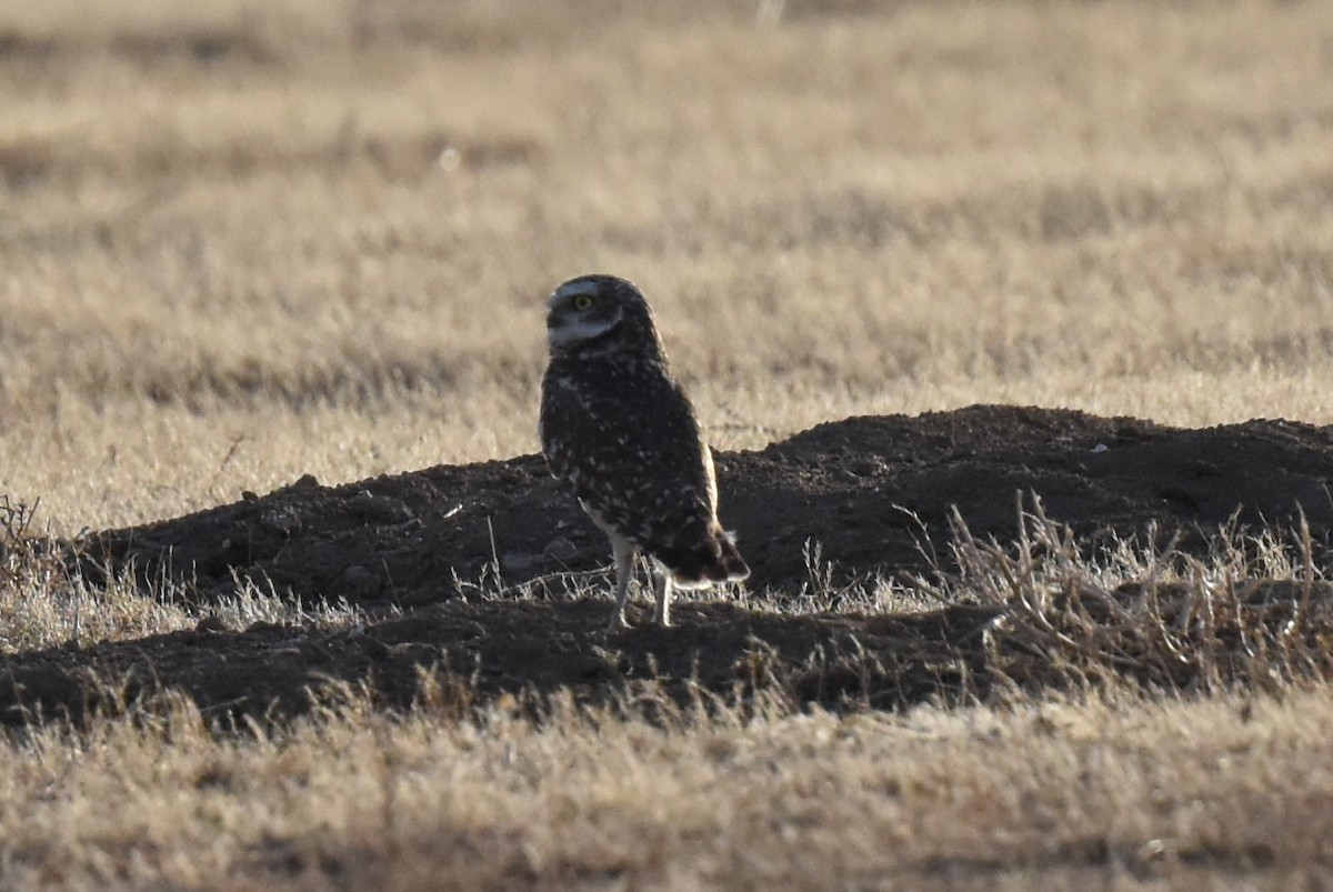 Burrowing Owl - ML612107954