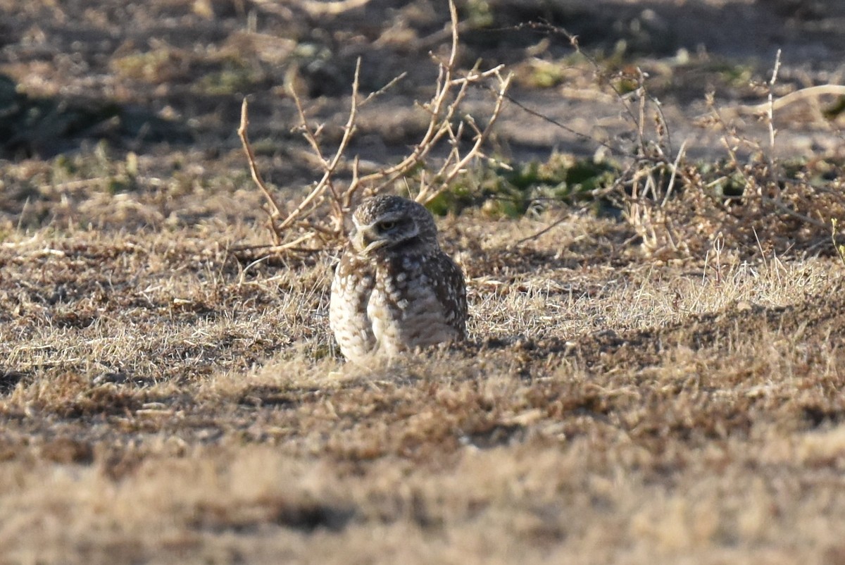 Burrowing Owl - ML612107955