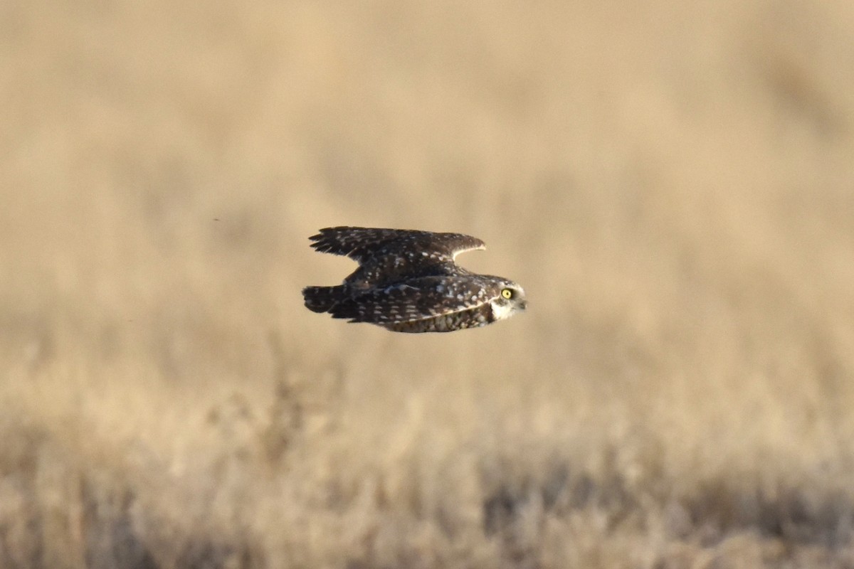 Burrowing Owl - ML612107956