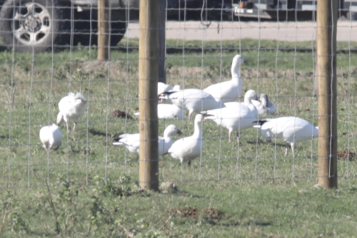 Ross's Goose - ML612107982