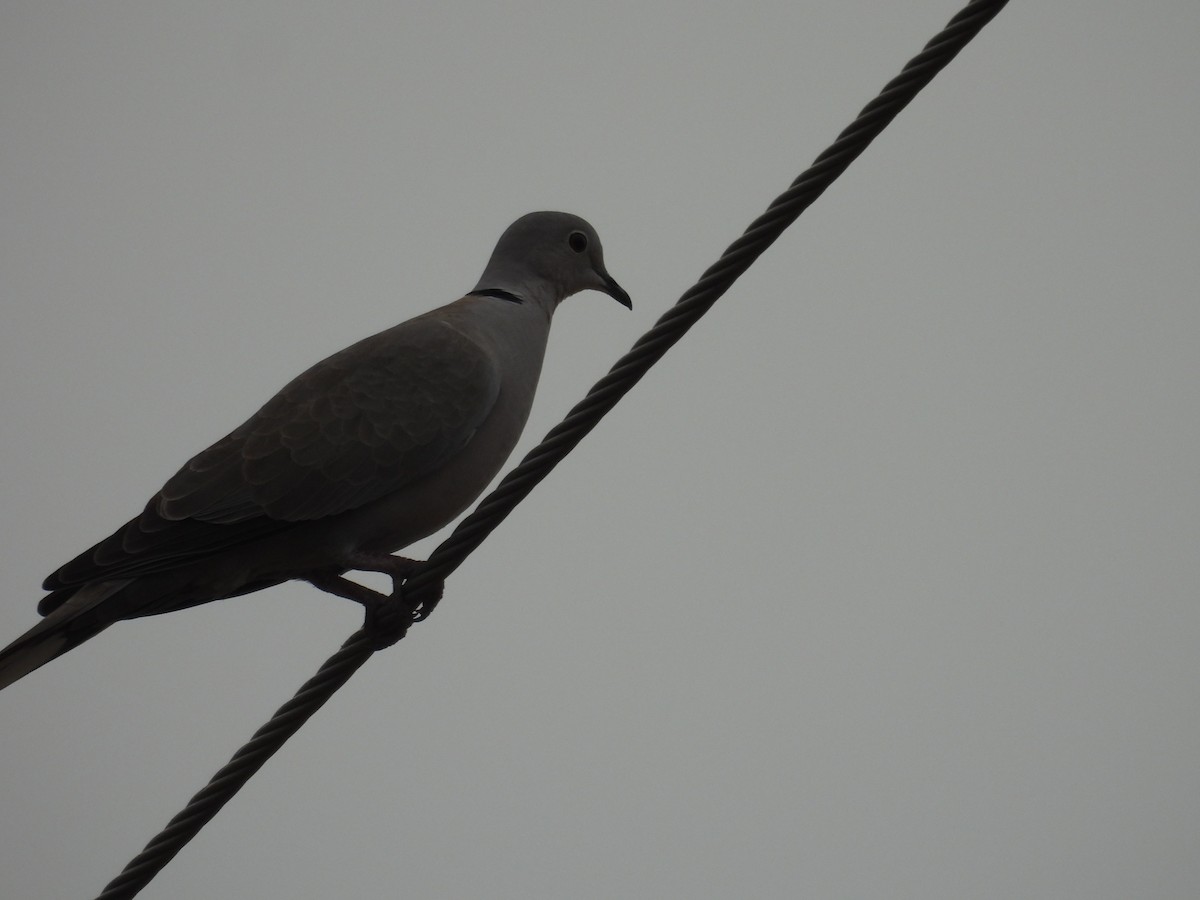 Eurasian Collared-Dove - Praveen Tangirala