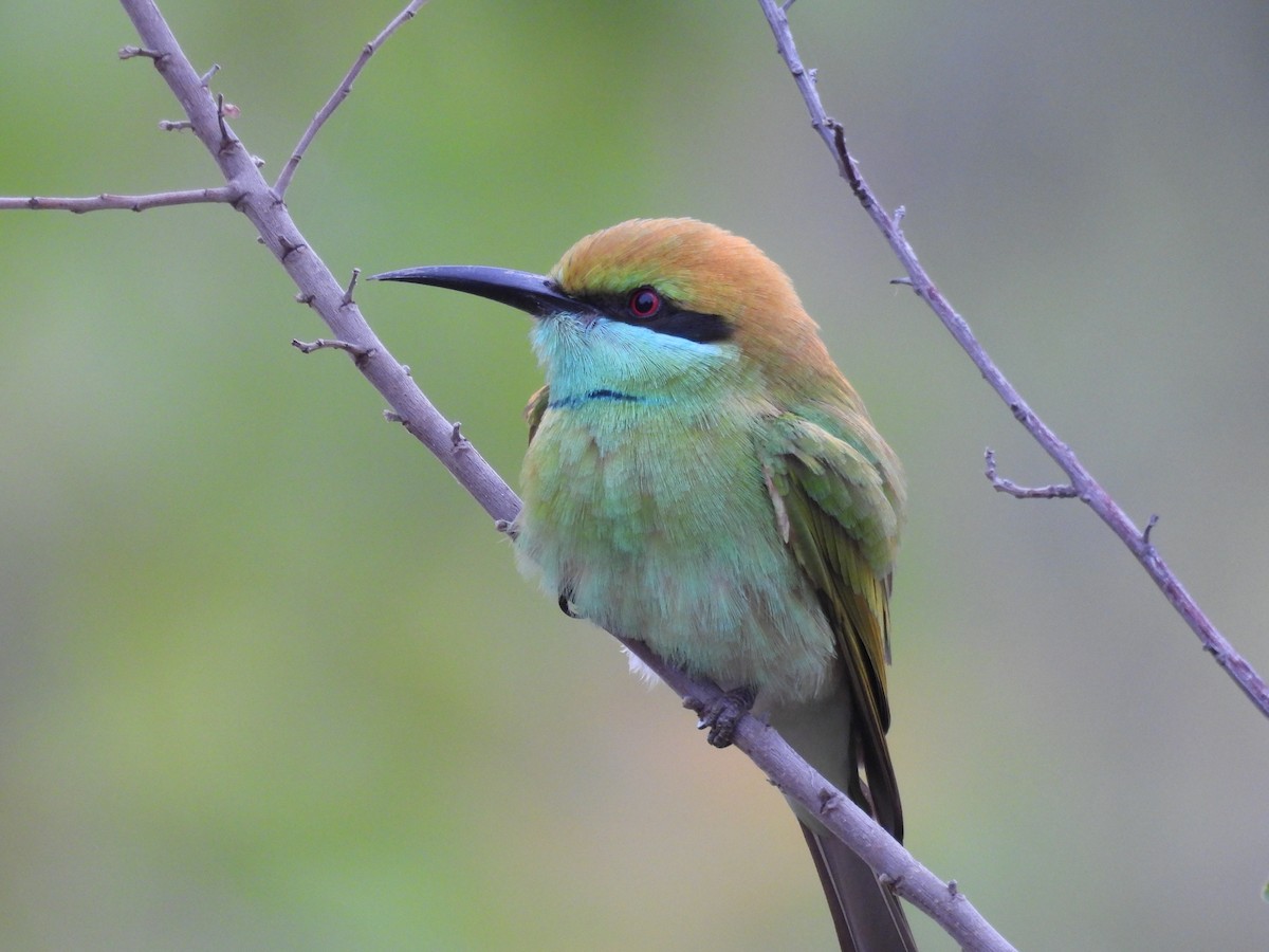 Asian Green Bee-eater - Praveen Tangirala