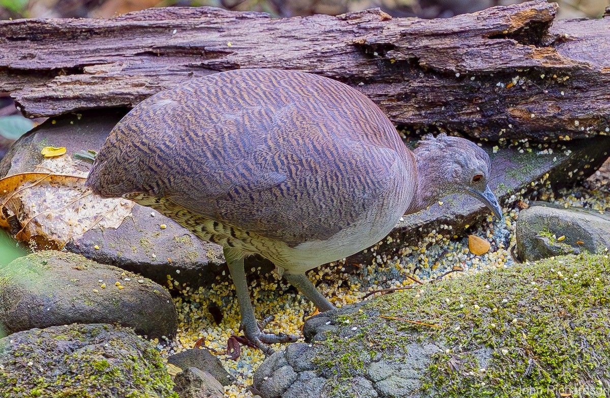 Undulated Tinamou - ML612108038