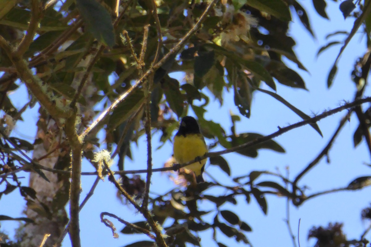 Olivaceous Siskin - Curtis Tripp