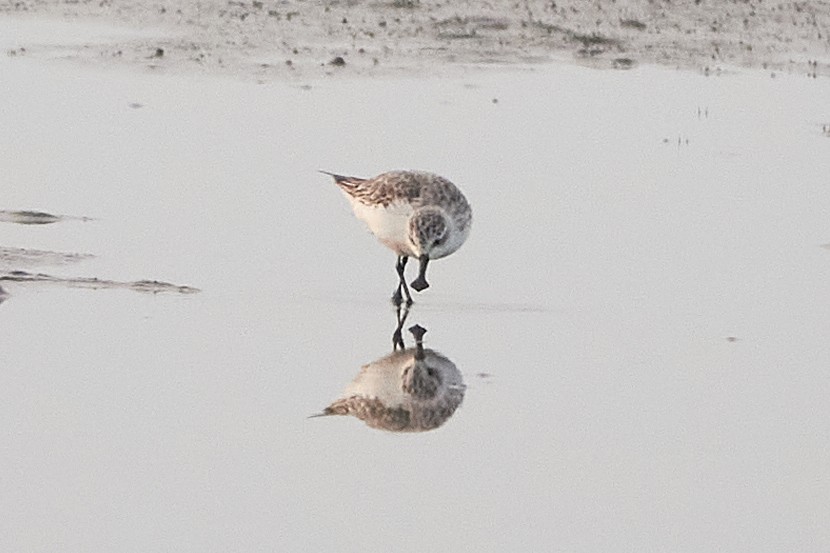 Spoon-billed Sandpiper - ML612108076