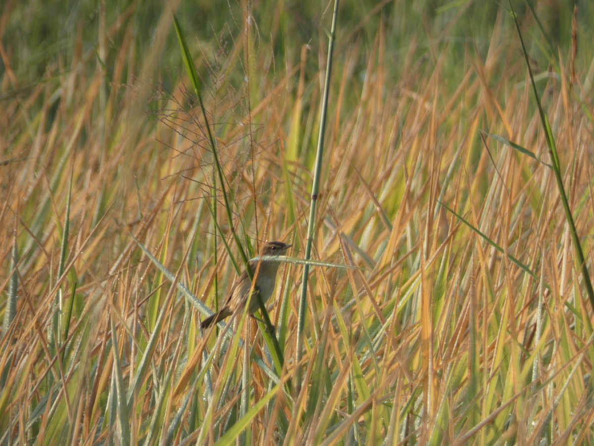 Black-browed Reed Warbler - ML612108119