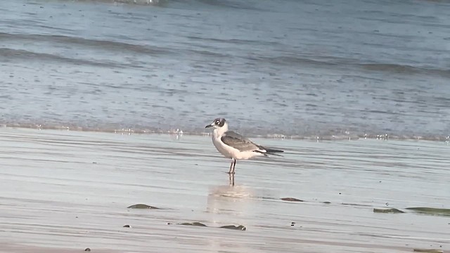 Franklin's Gull - ML612108196