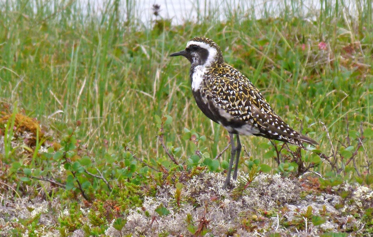 Piviere americano - ML612108234