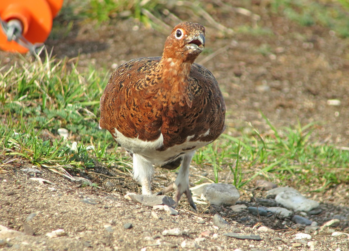 Willow Ptarmigan - ML612108239