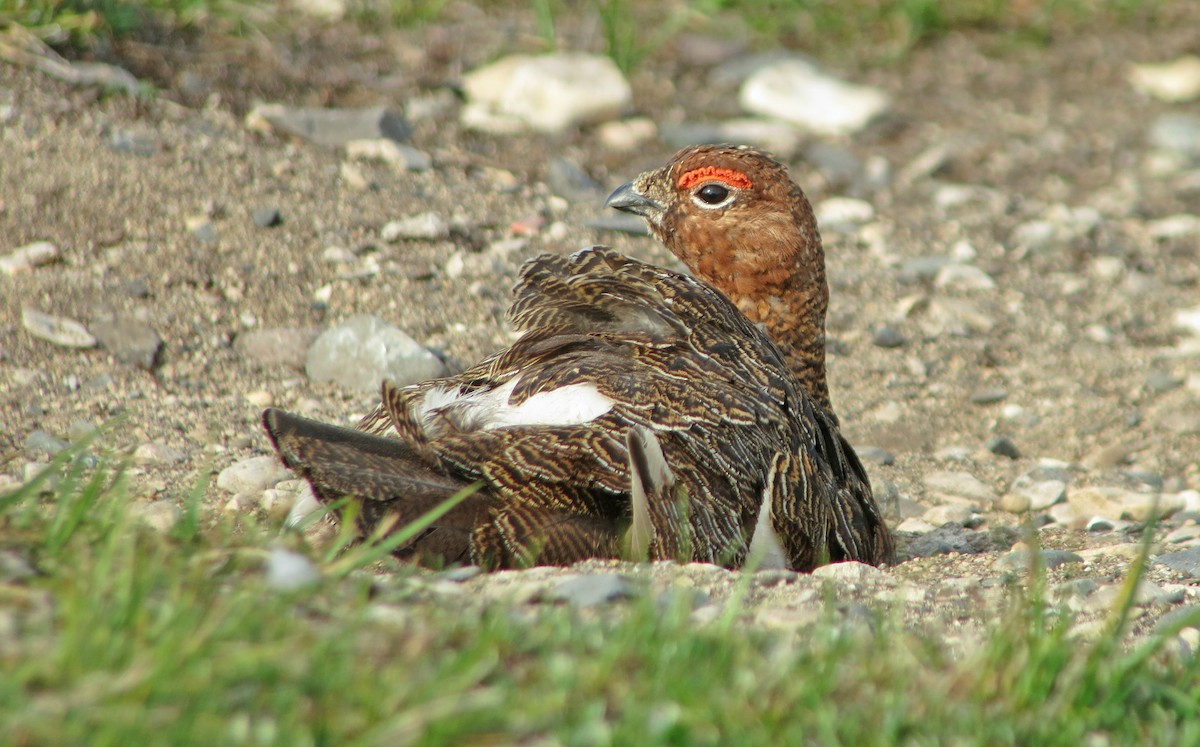 Willow Ptarmigan - ML612108240
