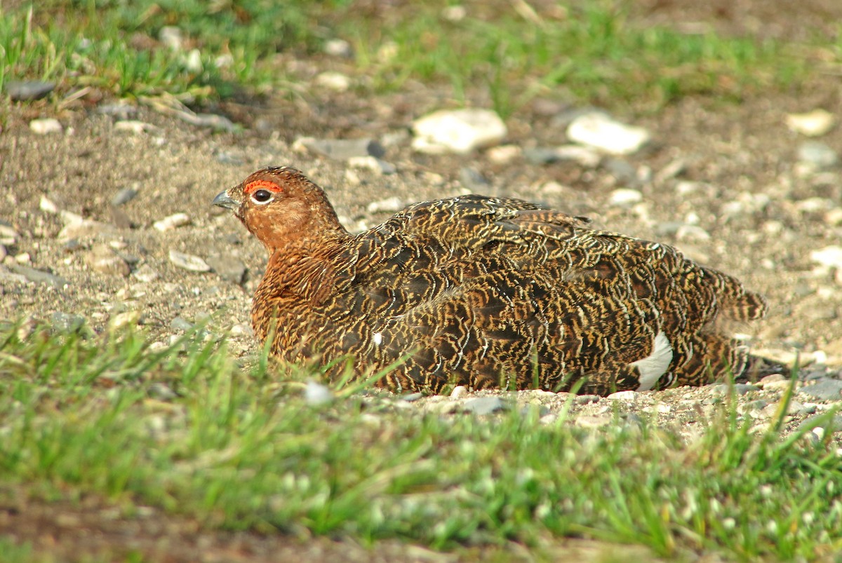 Willow Ptarmigan - ML612108241