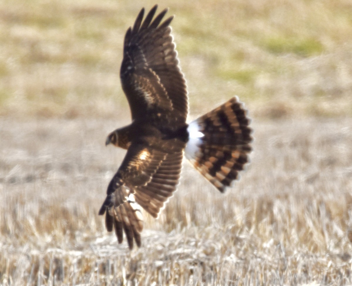 Northern Harrier - Jason C. Martin