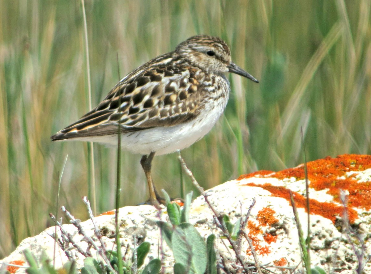 Gambecchio americano - ML612108257