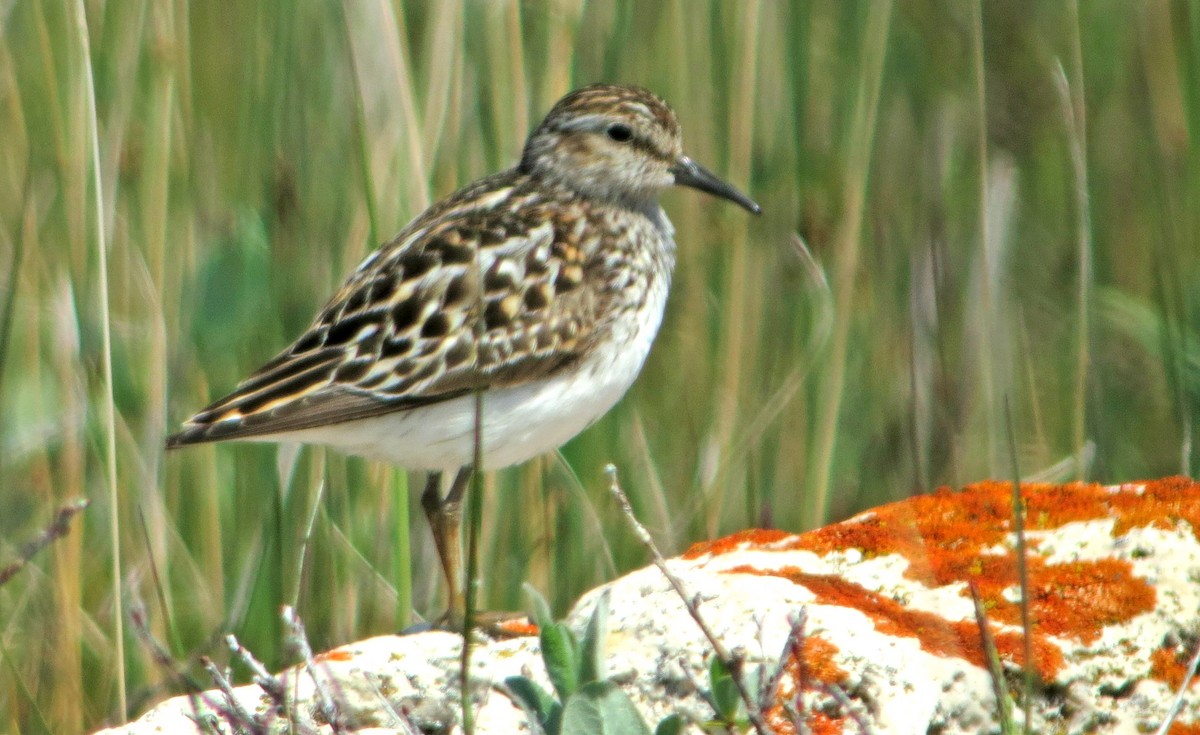 Gambecchio americano - ML612108260