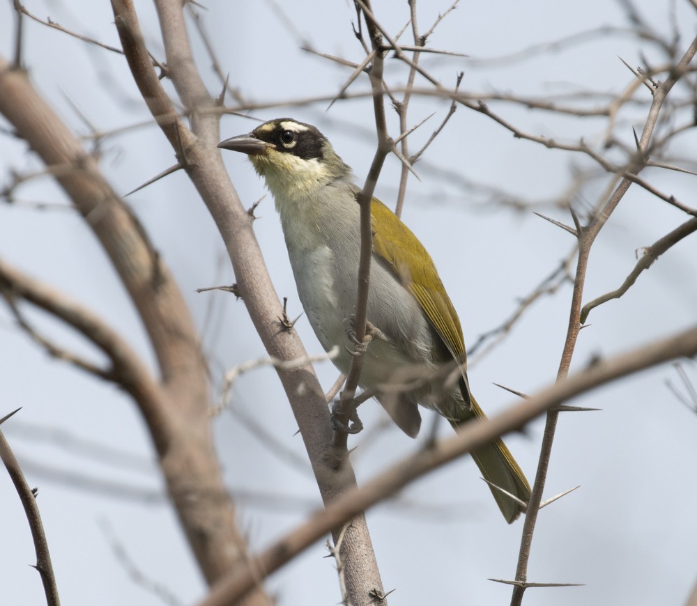 Black-crowned Palm-Tanager - ML612108369