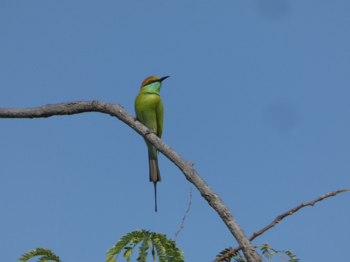 Asian Green Bee-eater - ML612108481
