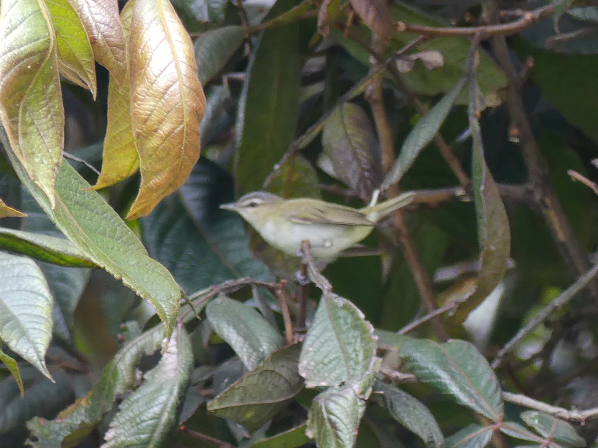 Kızıl Gözlü Vireo - ML612108482