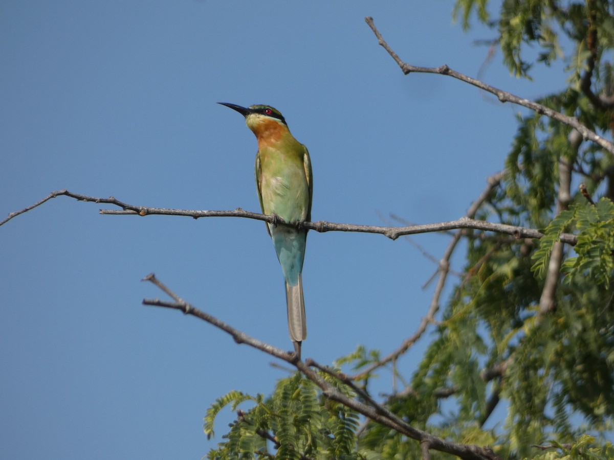 Blue-tailed Bee-eater - ML612108509