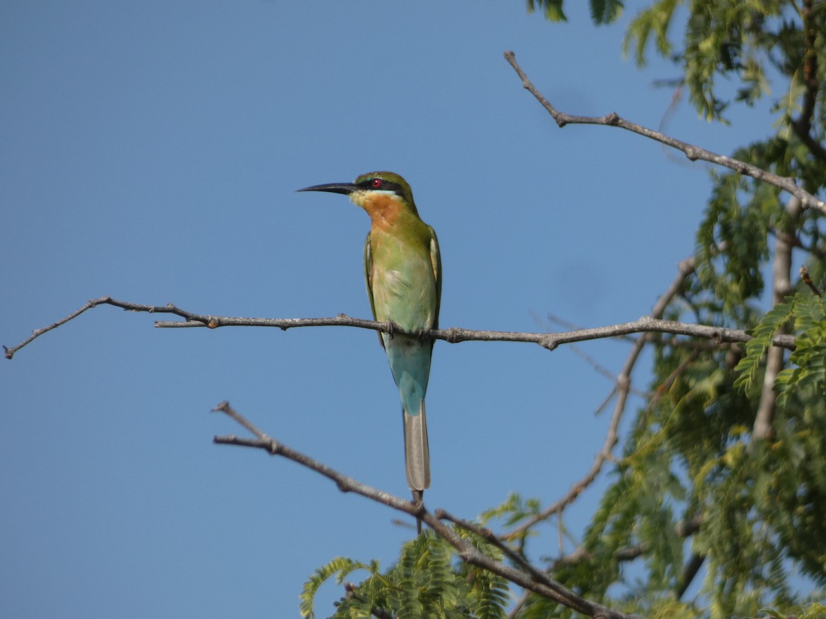 Blue-tailed Bee-eater - ML612108519