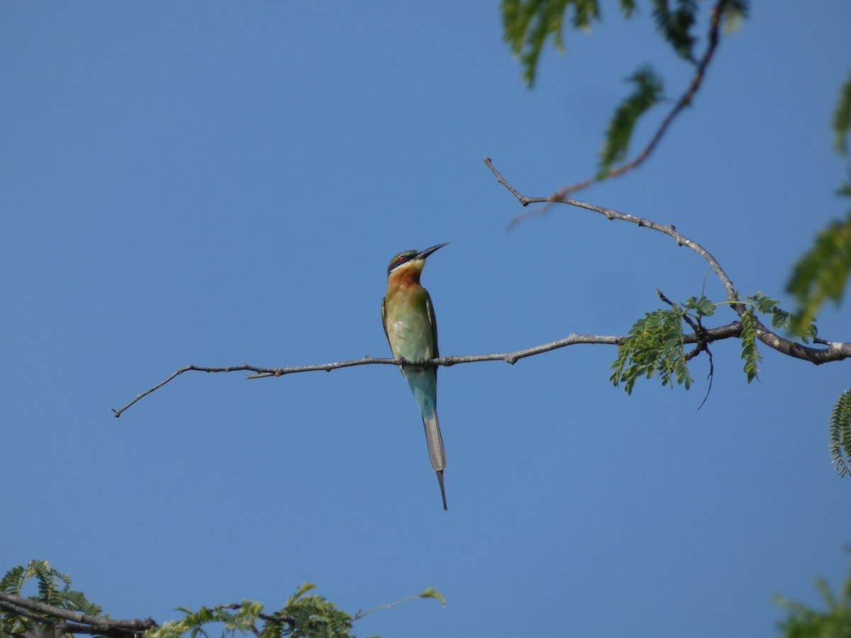 Blue-tailed Bee-eater - ML612108531