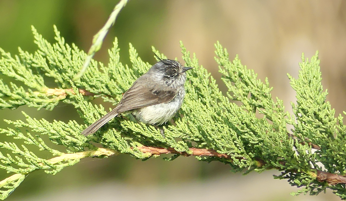 Tufted Tit-Tyrant - ML612108537