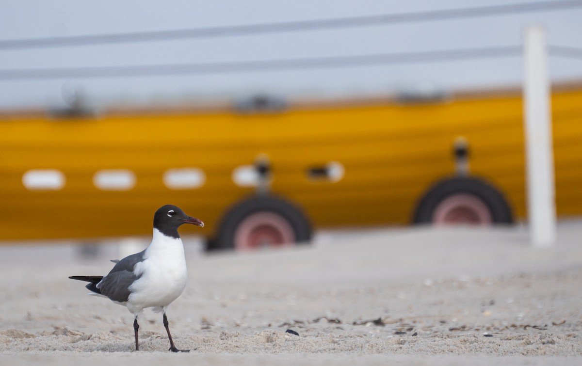 Laughing Gull - ML612108542