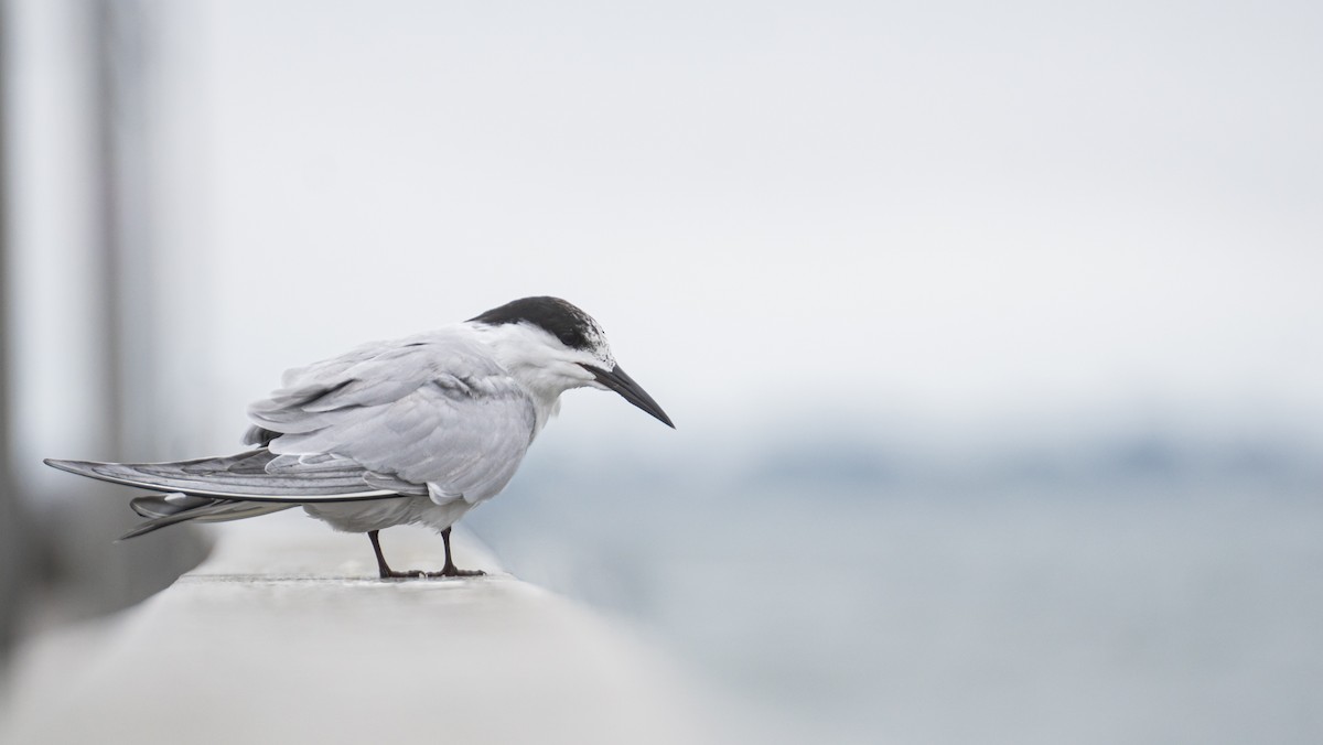 Common Tern - Kai Frueh